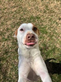 Hound and Mixed Breed Dogs Available for Adoption - Dolly | PetCurious