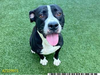 Mixed Breed Dogs Available for Adoption - MAE | PetCurious