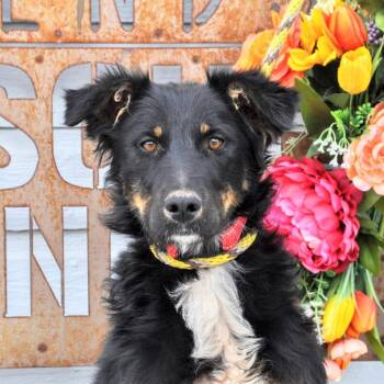 Australian Shepherd and Mixed Breed Dogs Available for Adoption in Prescott, Arizona - Daezy | PetCurious
