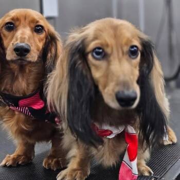 Dachshund and Mixed Breed Dogs Available for Adoption in Corpus Christi, Texas - Louie & Marley | PetCurious