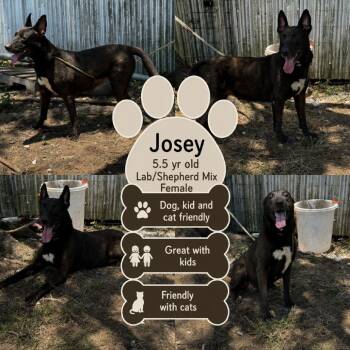 Josey -  Shepherd Dog for Adoption in Anahuac, Texas - Josey | PetCurious