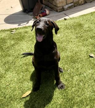 Sawyer -  Black Labrador Retriever and Hound Dog for Adoption in Concord, California - Sawyer | PetCurious