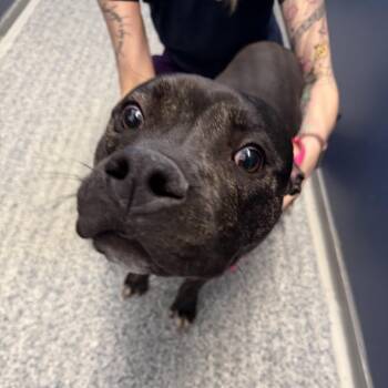 Pit Bull Terrier and Mixed Breed Dogs Available for Adoption - River | PetCurious