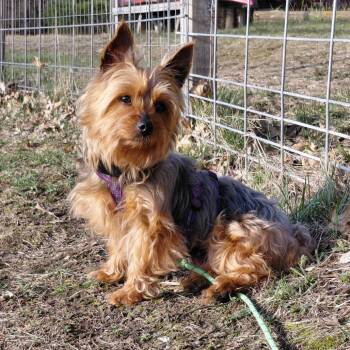 Yorkshire Terrier and Mixed Breed Dogs Available for Adoption in Alma, Wisconsin - Winnie | PetCurious