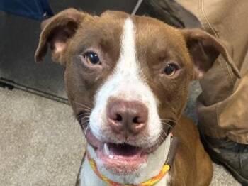 Mixed Breed Dogs Available for Adoption in Georgetown, Texas - Sea | PetCurious