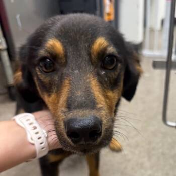 Jacob -  Shepherd Dog for Adoption in Parrish, Alabama - Jacob | PetCurious