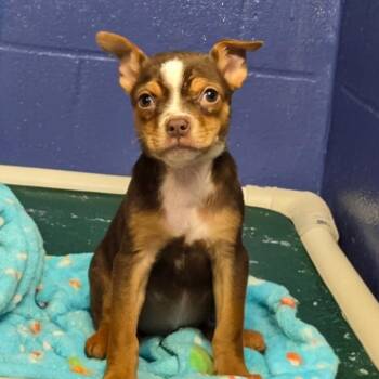 CT Frostine -  Chihuahua and Mixed Breed Dog for Adoption in Eastford, Connecticut - CT Frostine | PetCurious