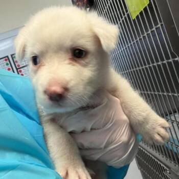 Baylor 26-09-061 -  Great Pyrenees Dog for Adoption in Bastrop, Texas - Baylor 26-09-061 | PetCurious