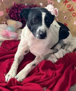 Border Collie Dogs Available for Adoption in Boston, Massachusetts - Moxie | PetCurious
