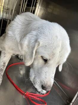 Rescue Mixed Breed Dogs for Adoption in Dallas, Texas - DAN | PetCurious