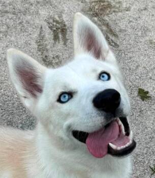Tundra -  Mixed Breed Dog for Adoption in Fairfax, Virginia - Tundra | PetCurious
