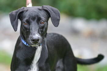 Rescue Labrador Retriever Dogs for Adoption in Brick Township, New Jersey - Bailey | PetCurious