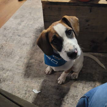 Rescue Terrier Dogs for Adoption in New London, Wisconsin - Ruffins | PetCurious