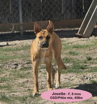 Josette -  German Shepherd Dog Dog for Adoption in Thornton, Colorado - Josette | PetCurious