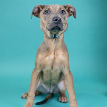 Mixed Breed Dogs Available for Adoption in Portland, Oregon - Richie | PetCurious