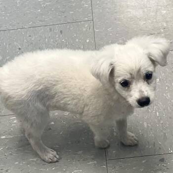 Snow -  Mixed Breed and Terrier Dog for Adoption in Cedar Park, Texas - Snow | PetCurious