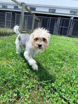 Benny -  Yorkshire Terrier and Poodle Dog for Adoption in Hudson, New York - Benny | PetCurious