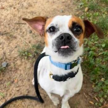 Ambrose -  Chihuahua and Spaniel Dog for Adoption in Potomac, Maryland - Ambrose | PetCurious