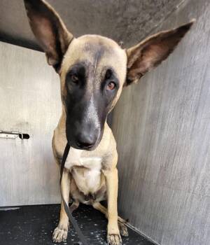 Belgian Shepherd Malinois Dogs Available for Adoption - LUCY | PetCurious