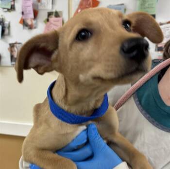 Whippet and Mixed Breed Dogs Available for Adoption in Pueblo, Colorado - PERDITA | PetCurious