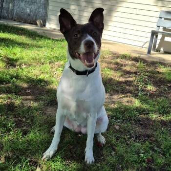 Fig -  Terrier Dog for Adoption in Milford, Iowa - Fig | PetCurious