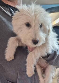 Komondor Dogs Available for Adoption - Sally | PetCurious