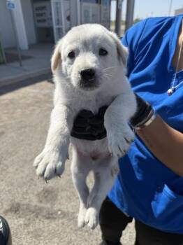 Cup -  Mixed Breed Dog for Adoption in Hobbs, New Mexico - Cup | PetCurious
