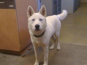 LON CHANEY -  Siberian Husky Dog for Adoption in Sacramento, California - LON CHANEY | PetCurious