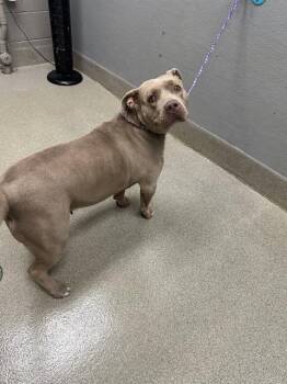 KITA -  Pit Bull Terrier Dog for Adoption in Las Vegas, Nevada - KITA | PetCurious
