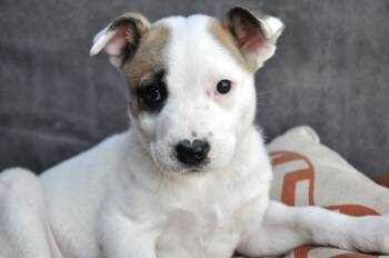 Bo-Peep (TOY Story) -  Terrier Dog for Adoption in Rollingwood, Texas - Bo-Peep (TOY Story) | PetCurious
