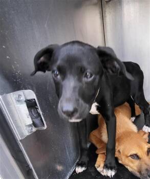 MAUDIE -  Labrador Retriever Dog for Adoption in San Antonio, Texas - MAUDIE | PetCurious