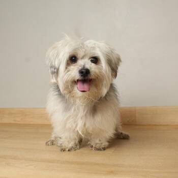 Skippy D68885 -  Shih Tzu and Mixed Breed Dog for Adoption in Minnetonka, Minnesota - Skippy D68885 | PetCurious