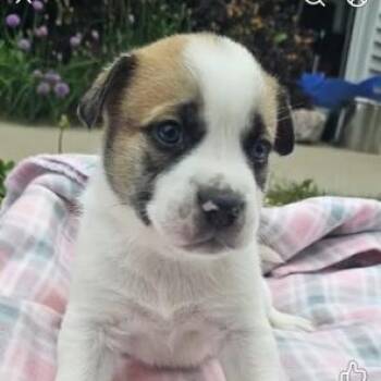 Australian Cattle Dog Blue Heeler and Shepherd Dogs Available for Adoption in Riverside, Iowa - Peep | PetCurious