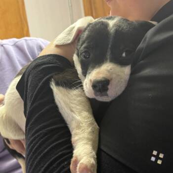 Australian Cattle Dog Blue Heeler Dogs Available for Adoption in Madison, Wisconsin - Peace | PetCurious