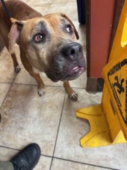 Rescue Mixed Breed Dogs for Adoption in Cincinnati, Ohio - Winifred | PetCurious