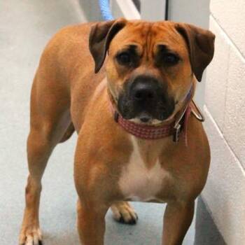 Pit Bull Terrier Dogs Available for Adoption in Fredericksburg, Virginia - 26-00545 MIRA | PetCurious
