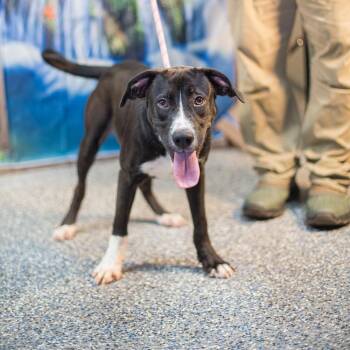 Bama -  Labrador Retriever and Mixed Breed Dog for Adoption in Washington, District Of Columbia - Bama | PetCurious