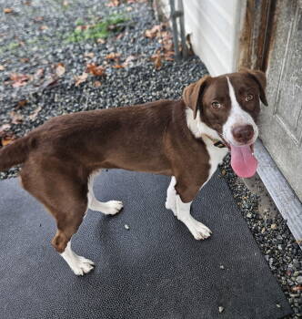 Rescue Hound Dogs for Adoption in Thomasville, North Carolina - Gregory | PetCurious