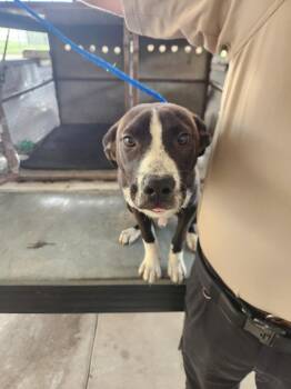 Semi -  American Bulldog and Mixed Breed Dog Available for Adoption in Belton, Texas - Semi | PetCurious