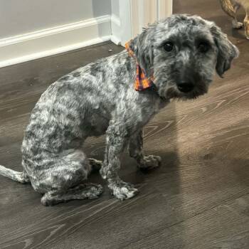 Miniature Poodle and Schnoodle Dogs Available for Adoption - Indy | PetCurious