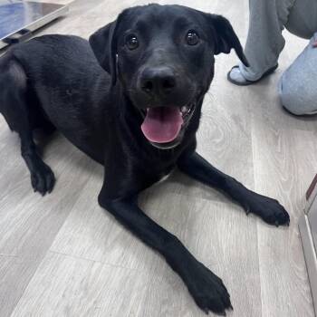 Rambo -  Labrador Retriever Dog for Adoption in Waco, Texas - Rambo | PetCurious