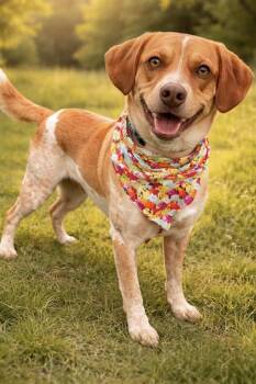 Beagle and Australian Cattle Dog Blue Heeler Dogs Available for Adoption in Roxbury Township, New Jersey - Ranger  | PetCurious