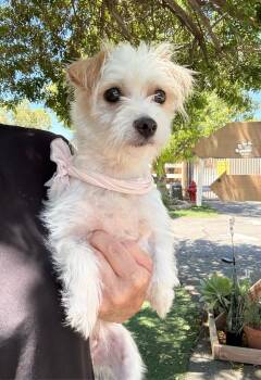 Emily Rose -  Maltese and Terrier Dog for Adoption in Temecula, California - Emily Rose | PetCurious
