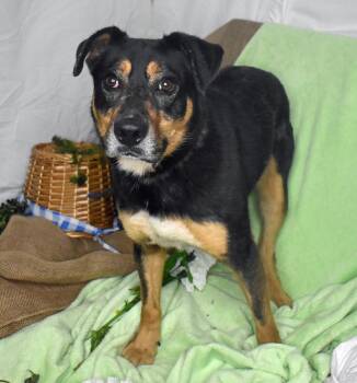 Puddin -  German Shepherd Dog and Rottweiler Dog for Adoption in Monroe, Louisiana - Puddin | PetCurious