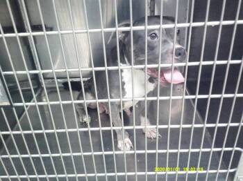 A479661 -  Pit Bull Terrier Dog for Adoption in Oklahoma City, Oklahoma - A479661 | PetCurious