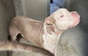 ROCKY -  Pit Bull Terrier Dog for Adoption in San Bernardino, California - ROCKY | PetCurious