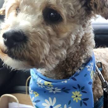 Dash -  Miniature Poodle Dog for Adoption in Tacoma, Washington - Dash | PetCurious
