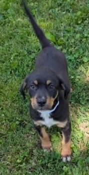 Black And Tan Coonhound and Rottweiler Dogs Available for Adoption in Watertown, Connecticut - Sammy | PetCurious
