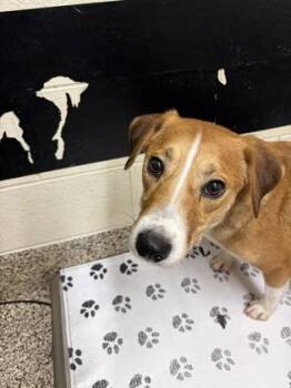Quilla -  Mixed Breed Dog for Adoption in Westland, Michigan - Quilla | PetCurious