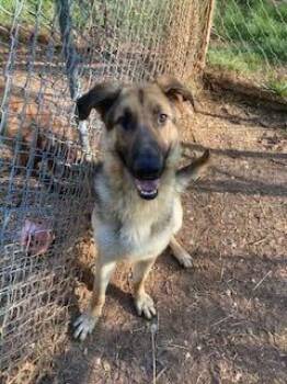 German Shepherd Dog Dogs Available for Adoption in Silver Spring, Maryland - Celsian | PetCurious